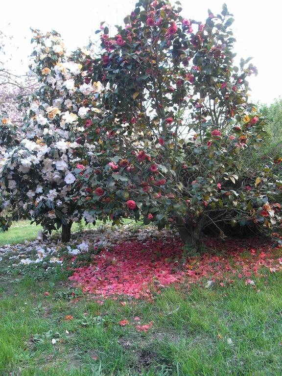 B&B Casa Passito Pavone Canavese Екстер'єр фото